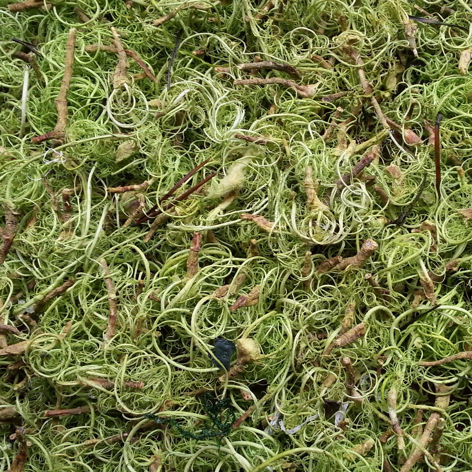 Curly Moss or Louisiana Moss in the color sring green