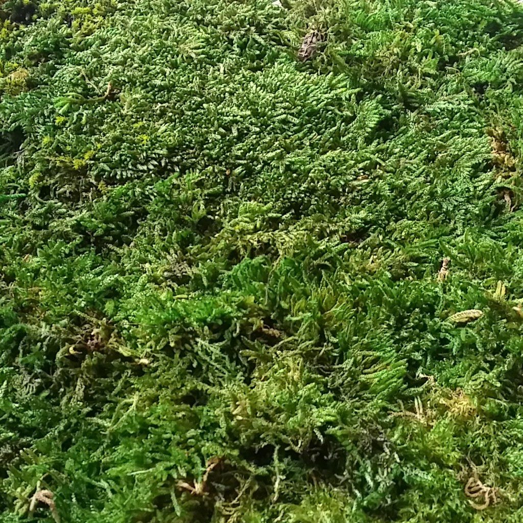 Forest Moss in the color moss green