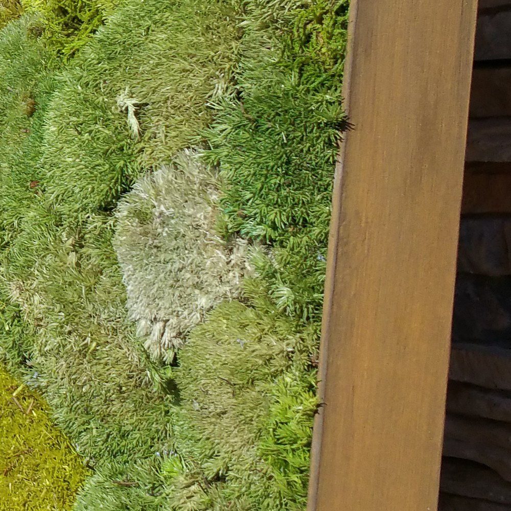 Moss Pictures with a alu-frame rustic glass blasted