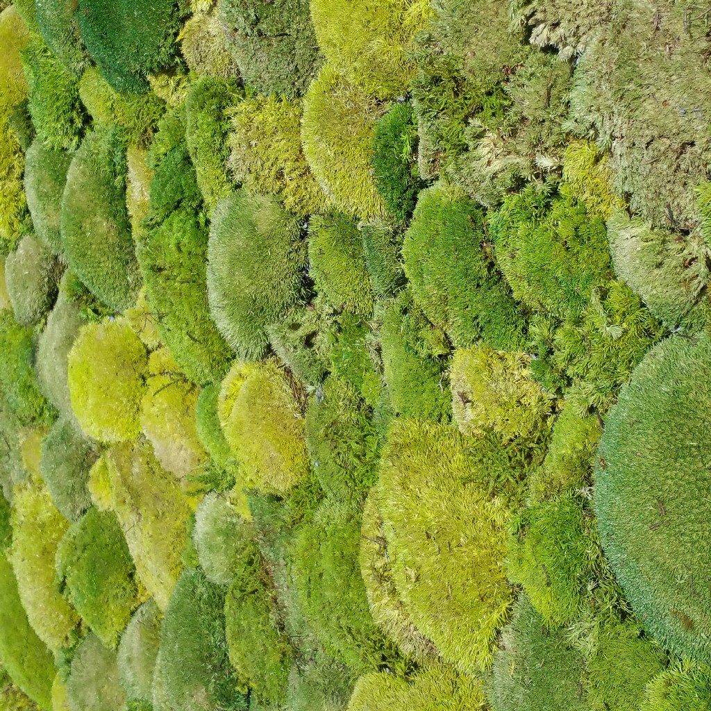 Pincushion Moss or Bol Moss in the colors spring green and moss green