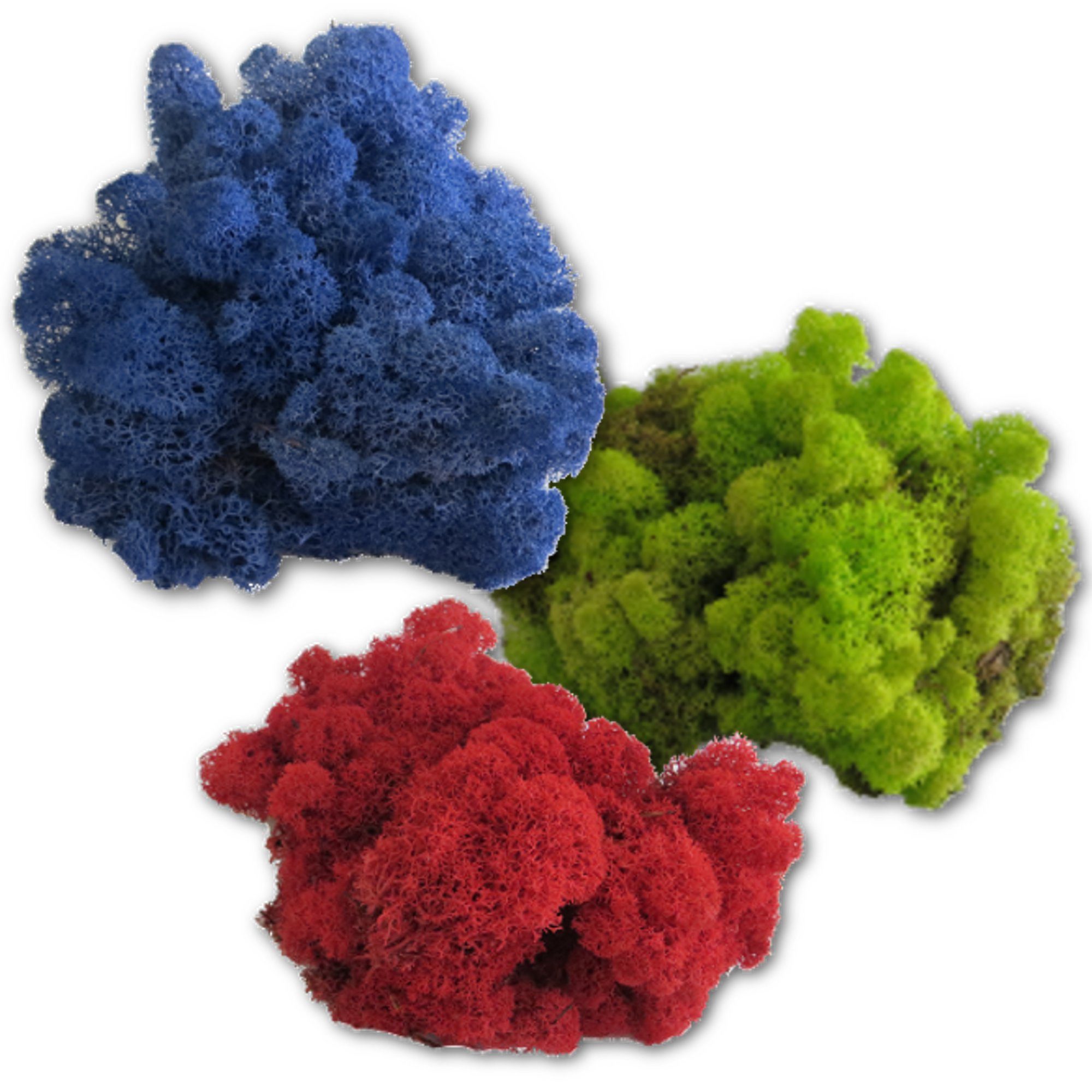 Reindeer Moss or Iceland Moss in different colors available