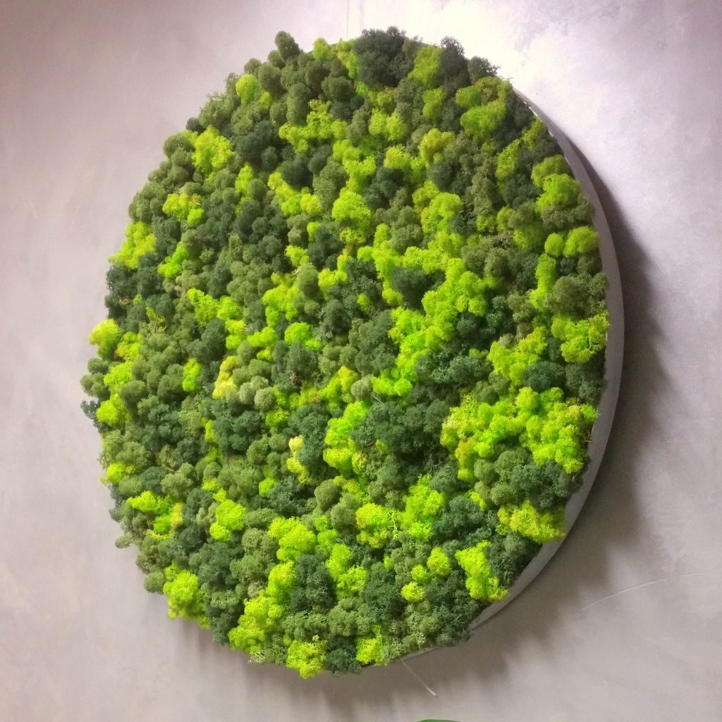 Moss Pictures - Elements Earth - With Reindeer Moss and Aluframe