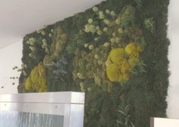Moss wall design with a mix of different mosses, ferns and grasses in a office