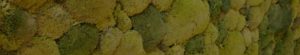 Moss Wall Design - Slider Footer -Bun Moss